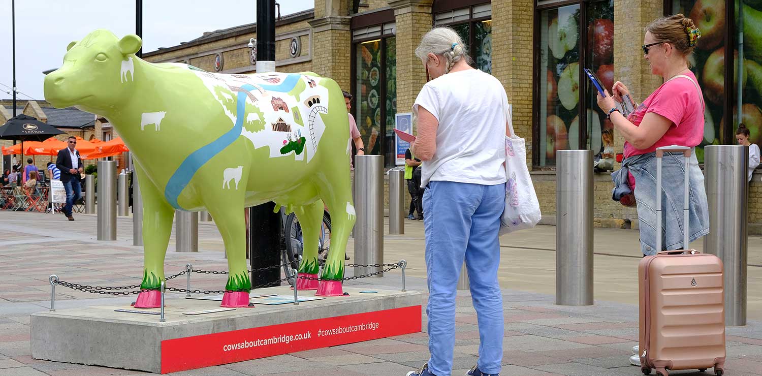cows-about-cambridge-around-the-city